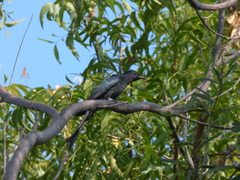 Surniculus dicruroides