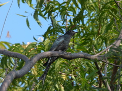 Surniculus dicruroides