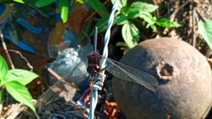 Erythemis plebeja