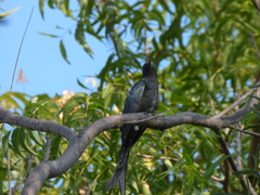 Surniculus dicruroides