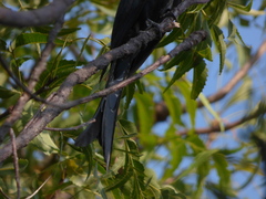 Surniculus dicruroides