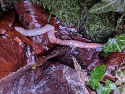 Kišna glista (Lumbricus terrestris)
