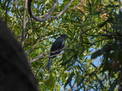 Surniculus dicruroides