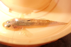 Rhinogobius rubromaculatus