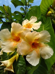 Odontadenia semidigyna