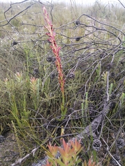 Disa reticulata
