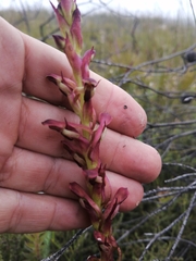 Disa reticulata