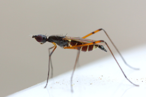 Micropeza corrigiolata, photo 3 of 10