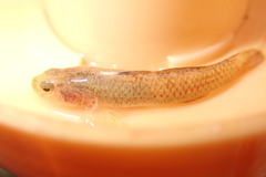 Rhinogobius rubromaculatus