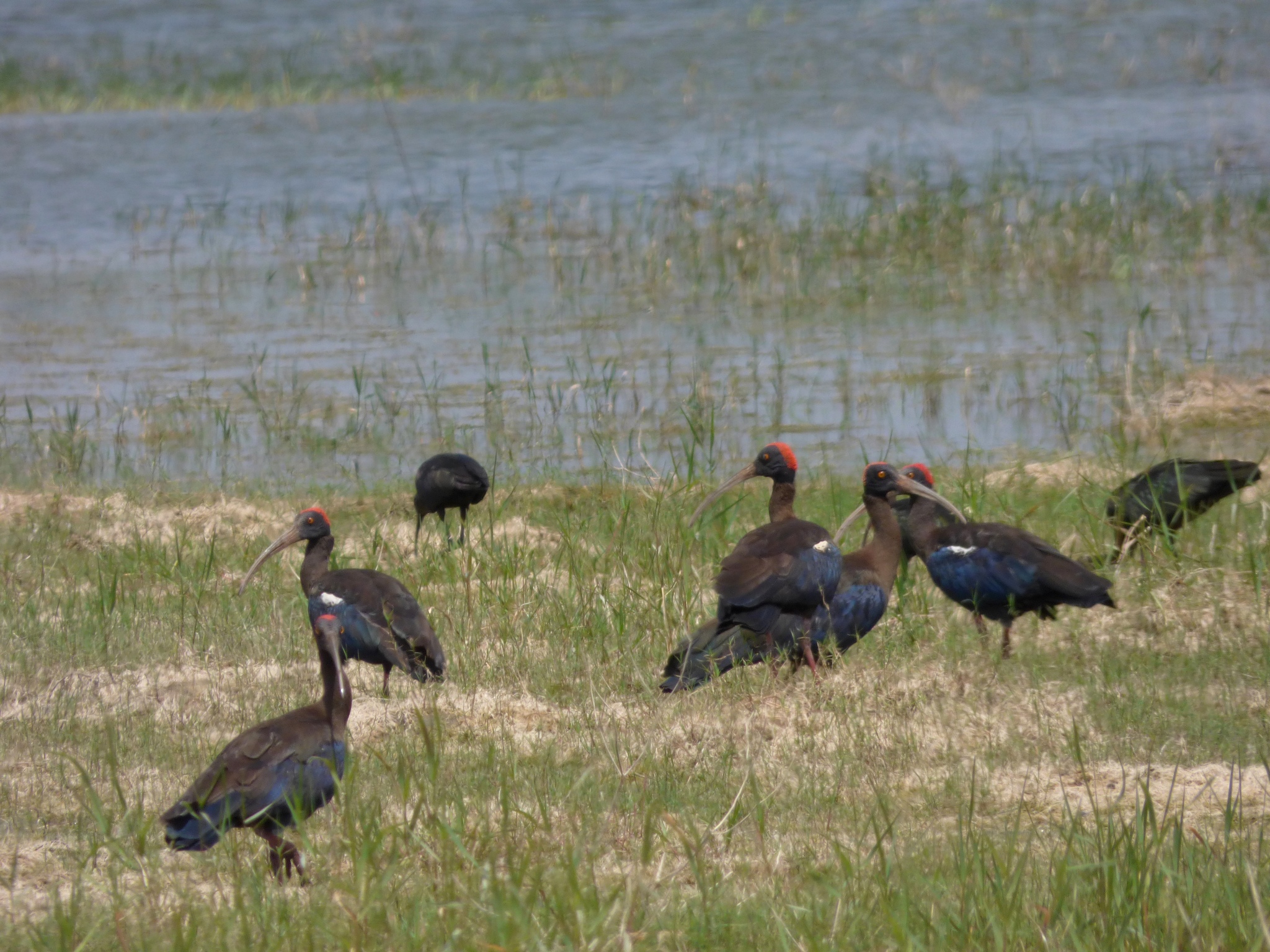 Red-naped Ibis