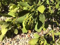 Phoradendron leucarpum