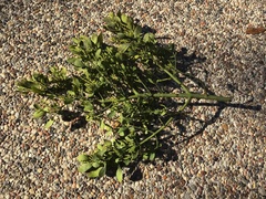 Phoradendron leucarpum