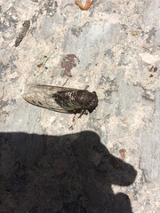 Diceroprocta alacris