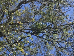 Phoradendron leucarpum