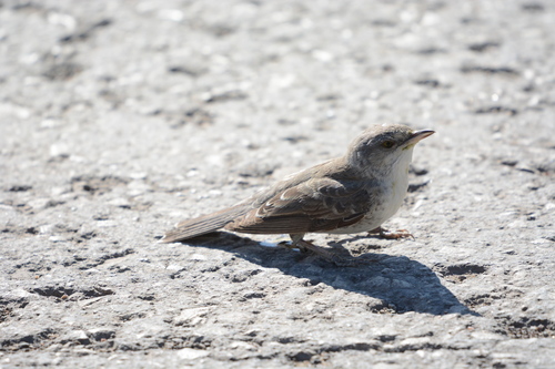Curruca gavilana (Curruca nisoria)