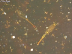 Chirocephalus neumanni