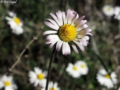 Bellis sylvestris