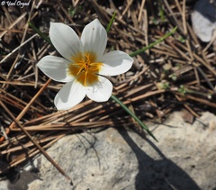 Crocus hyemalis