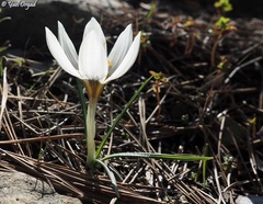 Crocus hyemalis