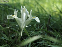Iris palaestina