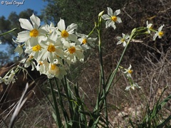Narcissus tazetta