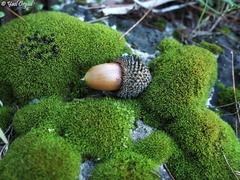 Quercus coccifera