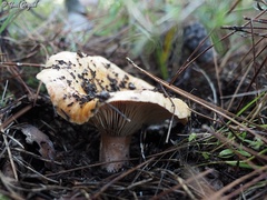 Lactarius deliciosus