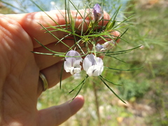 Psoralea imminens