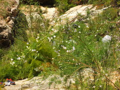 Psoralea imminens