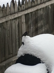 Junco hyemalis hyemalis