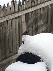Junco hyemalis hyemalis