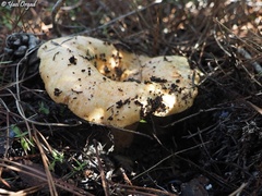 Lactarius deliciosus