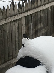 Junco hyemalis hyemalis