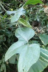 Trichosanthes pilosa