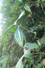 Trichosanthes pilosa