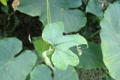 Trichosanthes pilosa