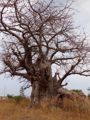 African baobab