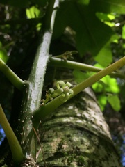 Vasconcellea pubescens
