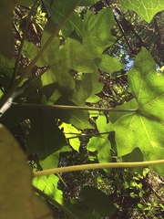 Vasconcellea pubescens