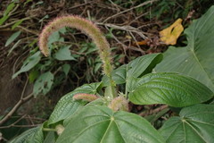 Acalypha angatensis