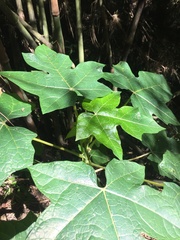 Vasconcellea pubescens