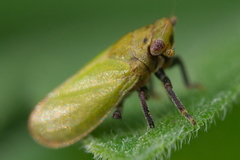 Tettigometra