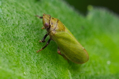 Tettigometra