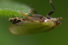 Tettigometra