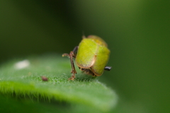 Tettigometra