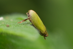 Tettigometra
