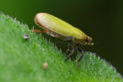 Tettigometra