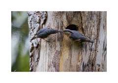 Sitta europaea caesia