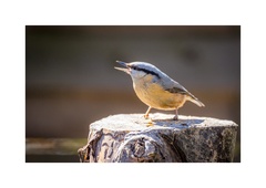 Sitta europaea caesia