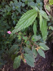 Begonia urticae